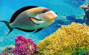 Andaman Tour Packages From Malaysia