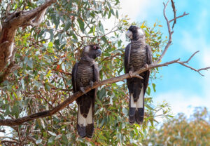 Bird Watching in Andaman
