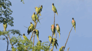 Parrot Island